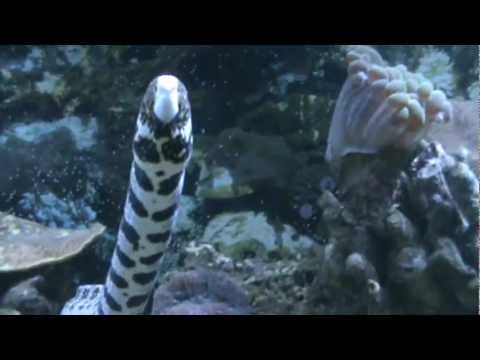 how to care for a snowflake eel