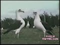 Dansende dieren