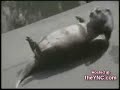 Dansende dieren Dansende dieren