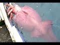 colossal squid gallery  www tonmo com 