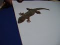 ゆず動画