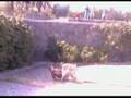 PARKOUR Movimientos basicos y tricks
