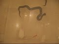 Vipera Ammodytes vs Mouse