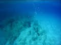 Bimini Hog Fish 2009