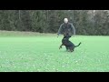 Rottweiler for working