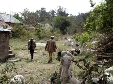 gaddi kutta
