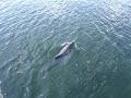 Een bruinvis op de Grevelingen