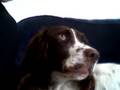 videos de My Dog Fudge