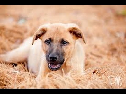 how to train territorial dog