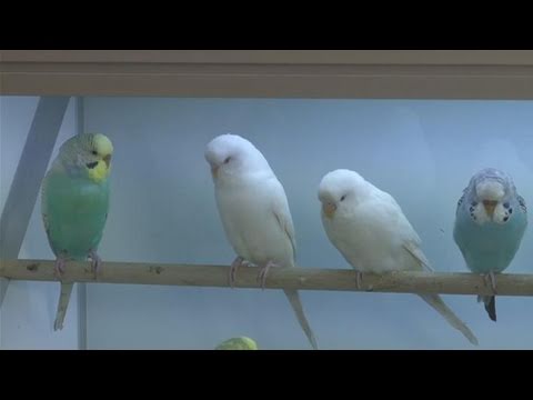 how to care budgies