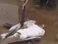 fashionismierda- gaviota muerta