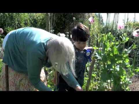 how to harvest rainbow chard