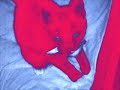 Meeko Meeko