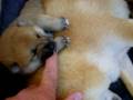 Shiba Inu pups - 16 days
