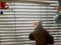 Multimedia message (Video0002.3gp) for July 16, 2007, 04:05 PM