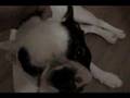 Bulldog Francés video