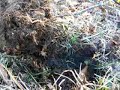 GA dirtfishin Episode 9 - Metal Detecting a Farm in NW GA GA dirtfishin Episode 9 - Metal Detecting a Farm in NW GA