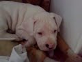 dogo piccoli