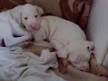 dogo piccoli