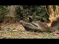 Anteaters playing?