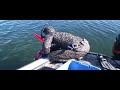 Carp Fest Green Lake Spearfishing