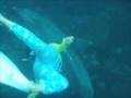 videos de 御蔵島2008.10　（Dolphin swim in MIKURA)