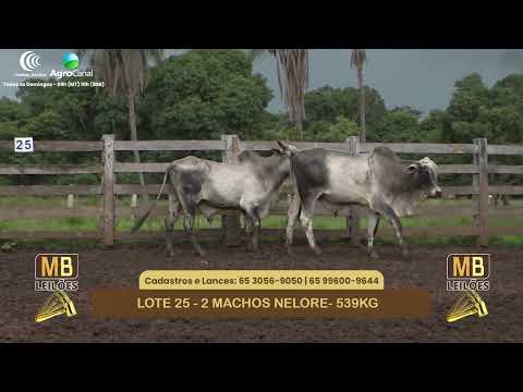 540� LEIL�O VIRTUAL MB LEIL�ES