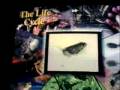videos de Don't dissect!
