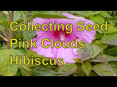 how to collect hibiscus seeds