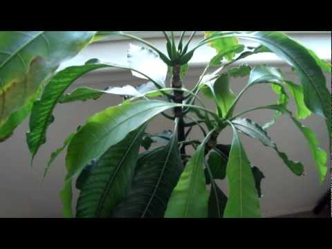 how to grow mango from seed in u.k