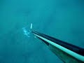 Budi�o Azul e Barracuda ELMPS