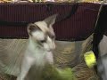 Trash-Talking Boxing Cat! Trash-Talking Boxing Cat!