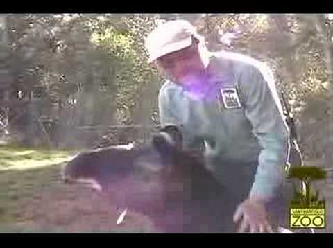 New Arrivals - Mountain Tapirs