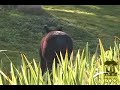 tom, the puente al sur animal keeper gives us a close look at our two new mountain tapirs (tapirus pinchaque), 