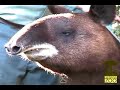 New Arrivals - Mountain Tapirs