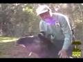 New Arrivals - Mountain Tapirs