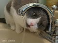 Gracie the Cat ~ Sink Drink Kitty