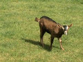 Notre ferme pédagogique - épisode 3 - Les chèvres Notre ferme pédagogique - épisode 3 - Les chèvres