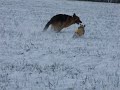 Phoebe a Kery in snow