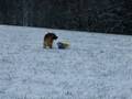 Phoebe a Kery in snow