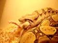 boa constrictor stefan eat rad