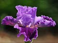 Irises, Nikitsky Garden, Yalta, Ukraine Irises, Nikitsky Garden, Yalta, Ukraine