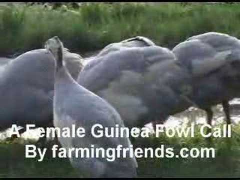 A Female Guinea Fowl Call by ...