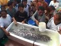 Living Fossil \"Coelacanth\"