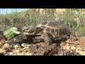 Сухопутная (степная) среднеазиатская черепаха