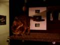 videos de Bengal Kitty with climbing shelves