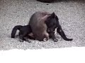 Raccoon and dog play fighting Raccoon and dog play fighting