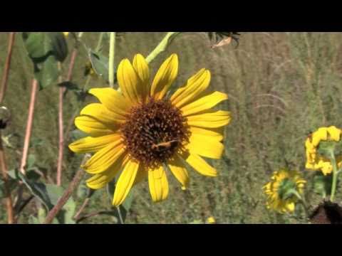 how to eliminate allergies
