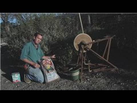 how to replant shrubs