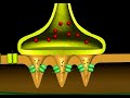 Action potential